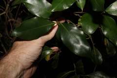 Syzygium crebrinerve
