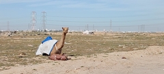 Camelus dromedarius