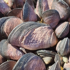 Brachidontes rostratus