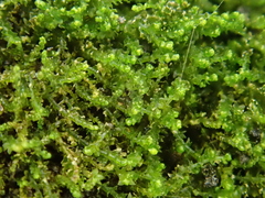 Cephaloziella stellulifera