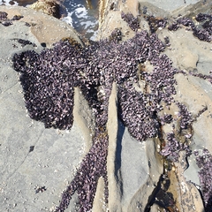 Brachidontes rostratus