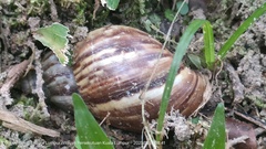 Lissachatina fulica