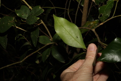 Syzygium crebrinerve