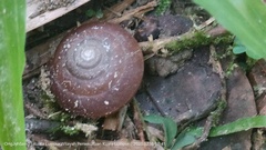 Quantula