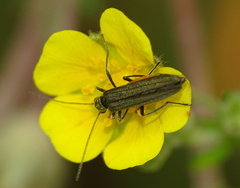 Oedemera virescens