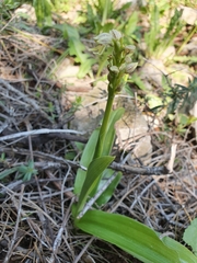 Orchis galilaea