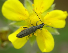 Oedemera virescens