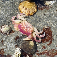 Cyclograpsus