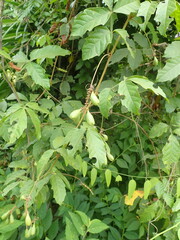 Paullinia pinnata