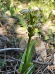 Orchis galilaea