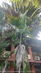 Pritchardia pacifica