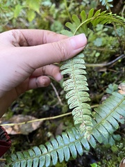 Polystichum hecatopterum