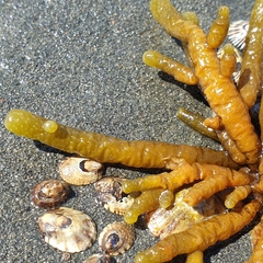 Splachnidium rugosum