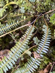 Polystichum hecatopterum