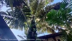 Arenga pinnata
