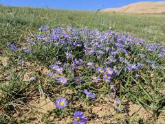Aster altaicus