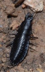 Carabina