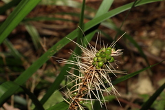 Lomandra spicata