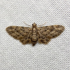 Chloroclystis mniochroa