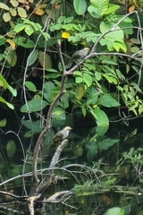 Pycnonotus zeylanicus