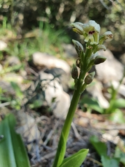 Orchis galilaea
