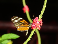 Heliconius ismenius