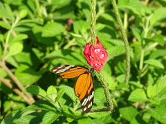 Heliconius ismenius