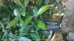Firmiana malayana