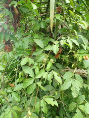 Paullinia pinnata
