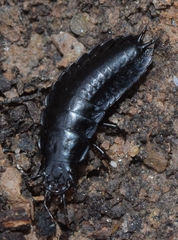 Carabina