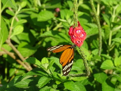 Heliconius ismenius