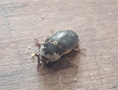 Dermestes frischii