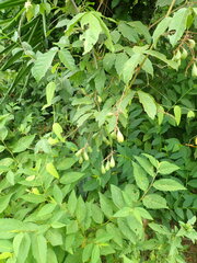 Paullinia pinnata