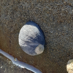 Nerita atramentosa