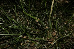 Lomandra spicata