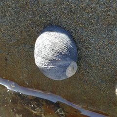 Nerita atramentosa
