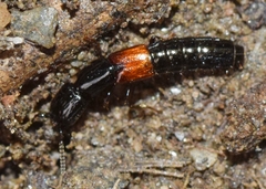 Gauropterus fulgidus