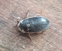 Dermestes frischii