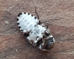 Dermestes frischii