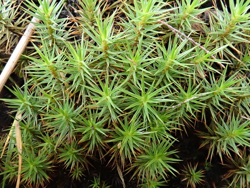 Polytrichum image