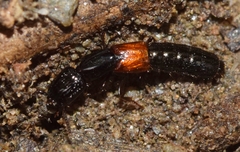 Gauropterus fulgidus