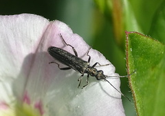 Oedemera virescens