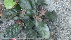 Strobilanthes reptans