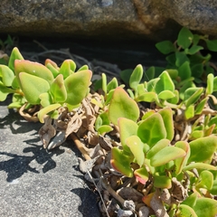 Tetragonia implexicoma