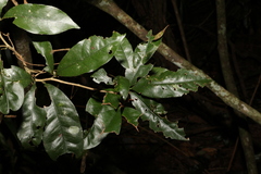 Heritiera trifoliolata
