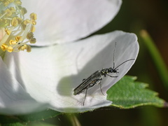 Oedemera virescens