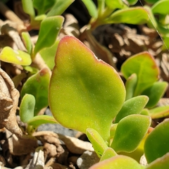 Tetragonia implexicoma