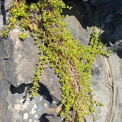 Tetragonia implexicoma