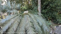 Cycas circinalis