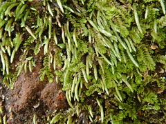 Anomobryum julaceum